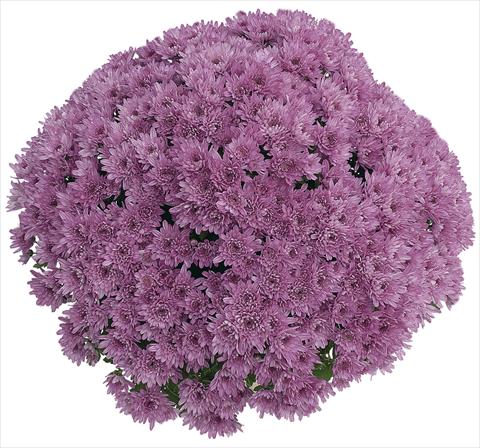Photo de variété de fleurs à utiliser comme: Pot Chrysanthemum Yahou Prune