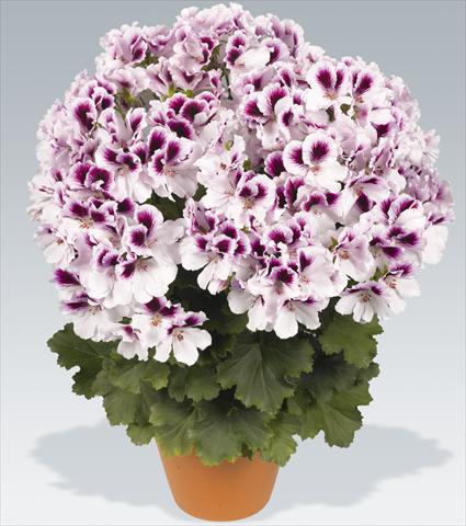 Photo de variété de fleurs à utiliser comme: Pot Pelargonium grandiflorum pac® Aristo® Petticoat