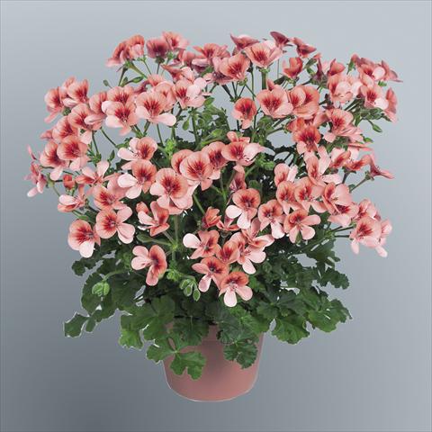 Photo de variété de fleurs à utiliser comme: Pot Pelargonium grandiflorum pac® Angeleyes® Orange