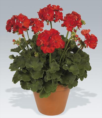 Photo de variété de fleurs à utiliser comme: Pot Pelargonium zonale pac® Hidemi