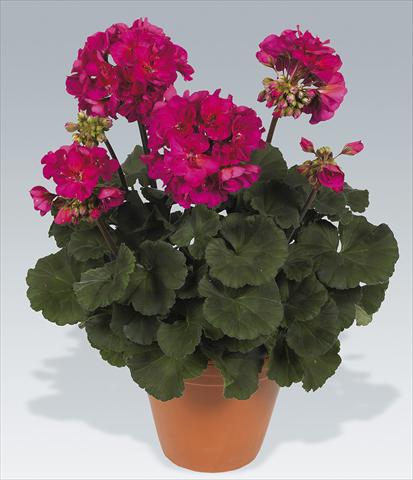Photo de variété de fleurs à utiliser comme: Pot, Plante à massif, patio Pelargonium zonale pac® Neona