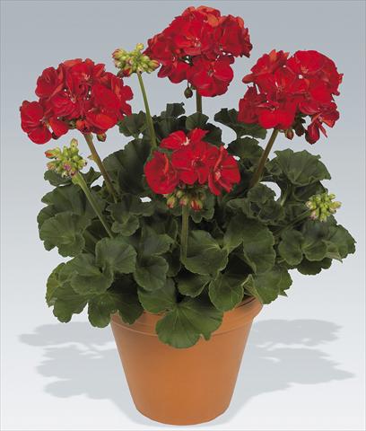 Photo de variété de fleurs à utiliser comme: Pot Pelargonium zonale pac® Victor Improved