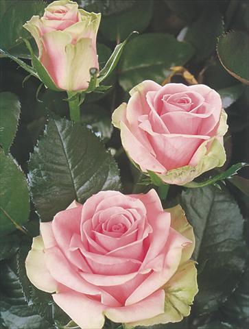 Photo de variété de fleurs à utiliser comme: Fleur coupée Rosa Tea Dancing Queen
