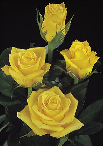 Photo de variété de fleurs à utiliser comme: Fleur coupée Rosa Tea Jupiter