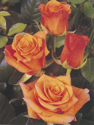 Photo de variété de fleurs à utiliser comme: Fleur coupée Rosa Tea Milva