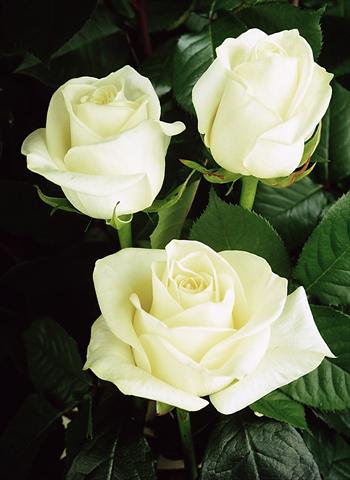 Photo de variété de fleurs à utiliser comme: Fleur coupée Rosa Tea Polarstar