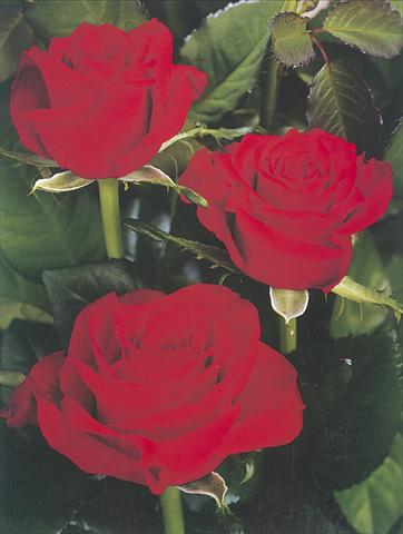 Photo de variété de fleurs à utiliser comme: Fleur coupée Rosa Tea Prestige
