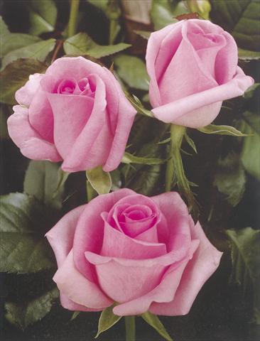 Photo de variété de fleurs à utiliser comme: Fleur coupée Rosa Tea Revival