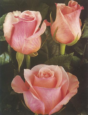 Photo de variété de fleurs à utiliser comme: Fleur coupée Rosa Tea Romance