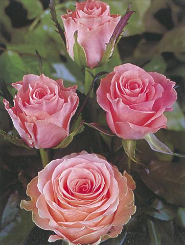 Photo de variété de fleurs à utiliser comme: Fleur coupée Rosa Tea Rosalie