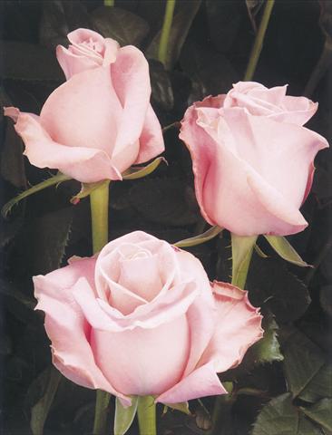 Photo de variété de fleurs à utiliser comme: Fleur coupée Rosa Tea Simona