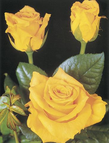 Photo de variété de fleurs à utiliser comme: Fleur coupée Rosa Tea Suela