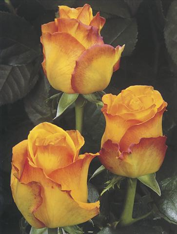 Photo de variété de fleurs à utiliser comme: Fleur coupée Rosa Tea Sunremo