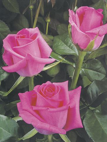Photo de variété de fleurs à utiliser comme: Fleur coupée Rosa Tea Topaz
