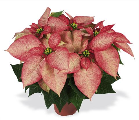 Photo de variété de fleurs à utiliser comme: Pot Poinsettia - Euphorbia pulcherrima RED FOX Premium Picasso