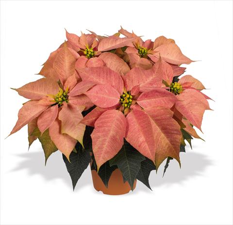 Photo de variété de fleurs à utiliser comme: Suspension / pot Poinsettia - Euphorbia pulcherrima RED FOX Marco Polo
