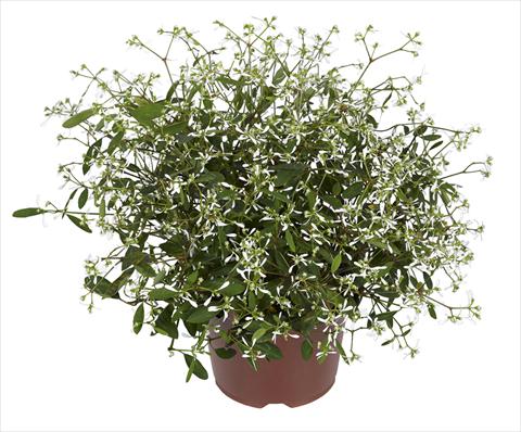 Photo de variété de fleurs à utiliser comme: Pot, Plante à massif, patio, Suspension Chameasyce hypericifolia RED FOX Silver Fog