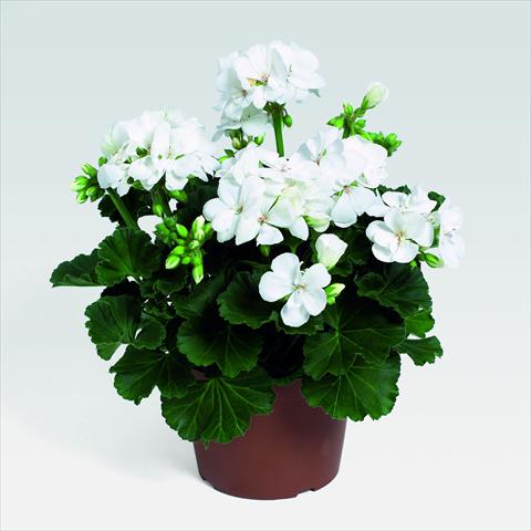 Photo de variété de fleurs à utiliser comme: Pot, Plante à massif, patio Pelargonium zonale RED FOX Savannah White