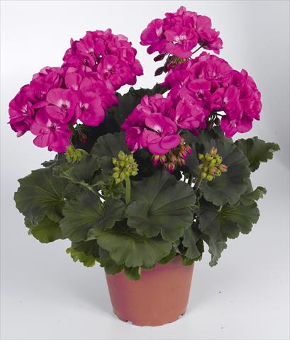 Photo de variété de fleurs à utiliser comme: Pot, Plante à massif, patio Pelargonium zonale RED FOX Savannah Blue