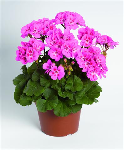 Photo de variété de fleurs à utiliser comme: Pot, Plante à massif, patio Pelargonium zonale RED FOX Savannah Pink