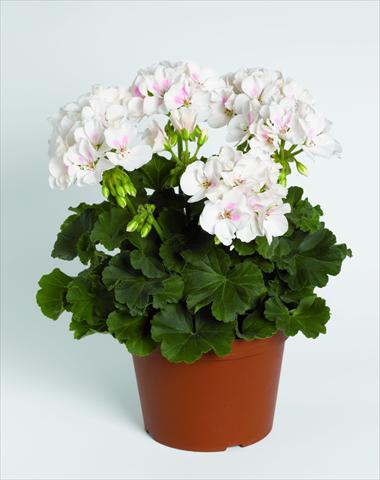 Photo de variété de fleurs à utiliser comme: Pot, Plante à massif, patio Pelargonium zonale RED FOX Savannah White Splash