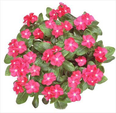 Photo de variété de fleurs à utiliser comme: Suspension / pot Catharanthus roseus - Vinca Galaxy® Cherry