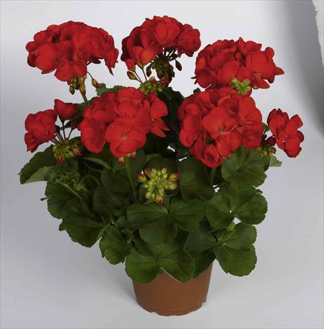 Photo de variété de fleurs à utiliser comme: Pot Pelargonium zonale RED FOX Survivor Scarlet