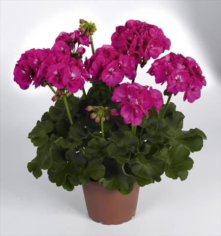 Photo de variété de fleurs à utiliser comme: Pot Pelargonium zonale RED FOX Survivor Lilac Charme