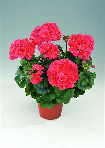 Photo de variété de fleurs à utiliser comme: Pot, Plante à massif, patio Pelargonium zonale RED FOX Savannah Coral