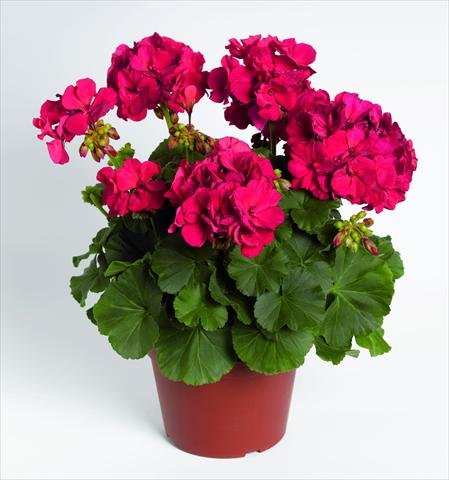 Photo de variété de fleurs à utiliser comme: Pot Pelargonium zonale RED FOX Savannah Dark Red