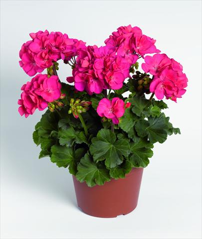 Photo de variété de fleurs à utiliser comme: Pot, Plante à massif, patio Pelargonium zonale RED FOX Savannah Punch