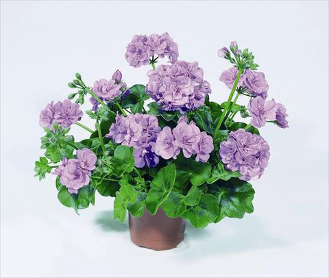 Photo de variété de fleurs à utiliser comme: Pot, Plante à massif, patio Pelargonium peltatum RED FOX Pacific Lavender