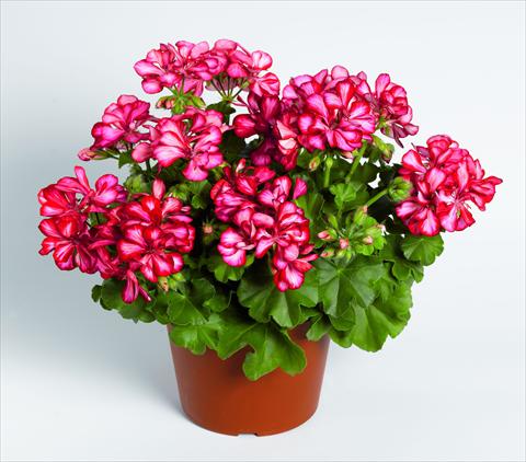 Photo de variété de fleurs à utiliser comme: Suspension / pot Pelargonium peltatum RED FOX Pacific Red Star