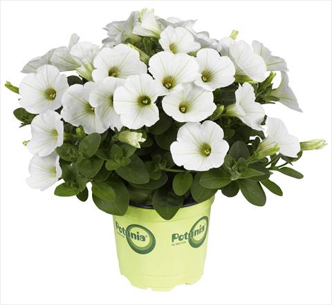 Photo de variété de fleurs à utiliser comme: Pot, Plante à massif, patio Petunia RED FOX Potunia® Piccola White