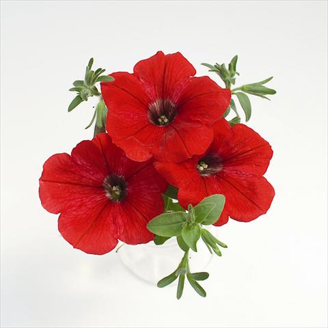 Photo de variété de fleurs à utiliser comme: Suspension / pot Petunia x hybrida RED FOX Surprise Red