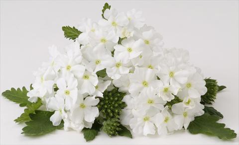 Photo de variété de fleurs à utiliser comme: Pot, Plante à massif, patio, Suspension Verbena RED FOX Empress White