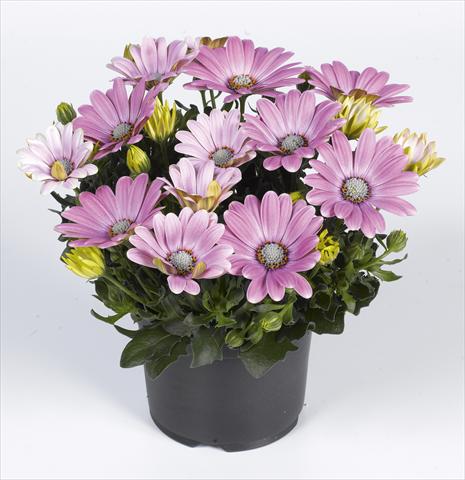 Photo de variété de fleurs à utiliser comme: Pot et Plante à massif Osteospermum RED FOX Summertime® Soft Pink