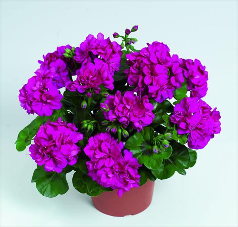 Photo de variété de fleurs à utiliser comme: Suspension / pot Pelargonium peltatum RED FOX Pacific Violet