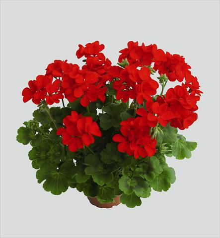 Photo de variété de fleurs à utiliser comme: Suspension / pot Pelargonium interspec. RED FOX Schöne von Rheinberg