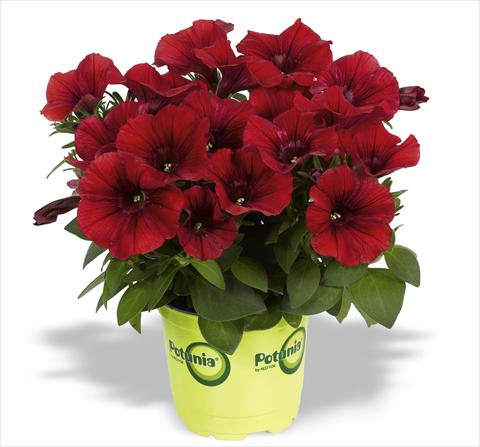 Photo de variété de fleurs à utiliser comme: Pot, Plante à massif, patio, Suspension Petunia RED FOX Potunia® Dark Red