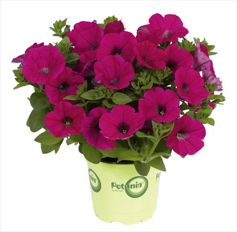 Photo de variété de fleurs à utiliser comme: Pot, Plante à massif, patio Petunia x hybrida RED FOX Potunia® Piccola Hot Pink