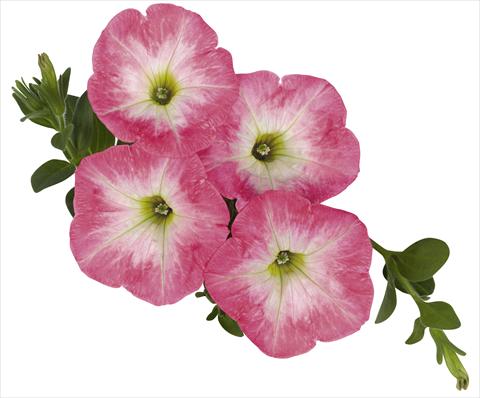 Photo de variété de fleurs à utiliser comme: Suspension / pot Petunia x hybrida RED FOX Sweetunia® Strawberry Morning