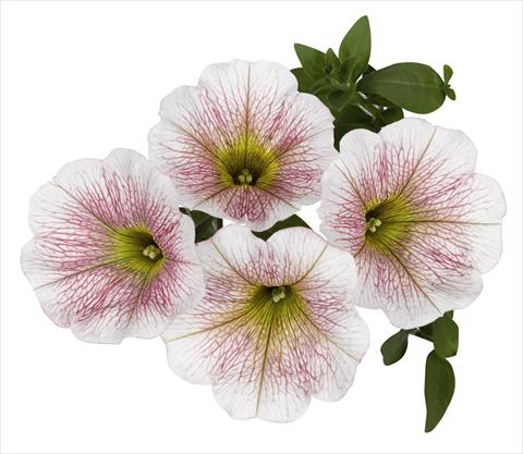 Photo de variété de fleurs à utiliser comme: Suspension / pot Petunia x hybrida RED FOX Sweetunia® Caramello