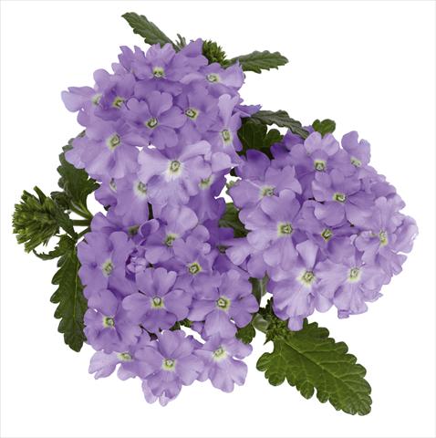 Photo de variété de fleurs à utiliser comme: Pot, Plante à massif, patio, Suspension Verbena hybrida RED FOX Empress Lavender