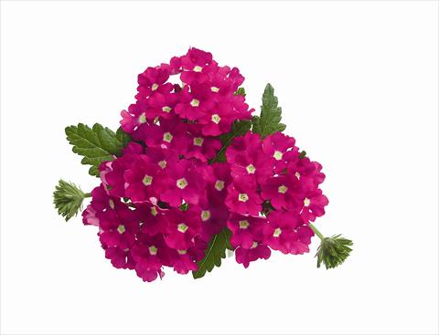 Photo de variété de fleurs à utiliser comme: Plante à massif, pot ou Suspension Verbena hybrida RED FOX Empress Hot Pink Charme