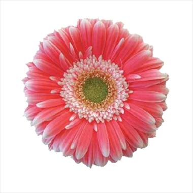 Photo de variété de fleurs à utiliser comme: Fleur coupée Gerbera jamesonii Big Ben