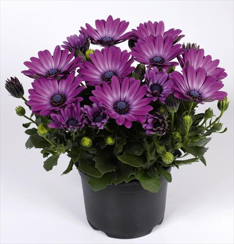 Photo de variété de fleurs à utiliser comme: Pot et Plante à massif Osteospermum RED FOX Summertime® Royal Purple