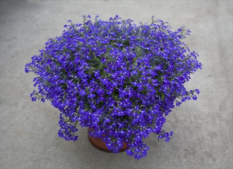 Photo de variété de fleurs à utiliser comme: Pot, Plante à massif, patio, Suspension Lobelia hybrida Hot Blue