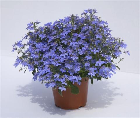 Photo de variété de fleurs à utiliser comme: Pot, Plante à massif, patio, Suspension Lobelia hybrida Hot Waterblue