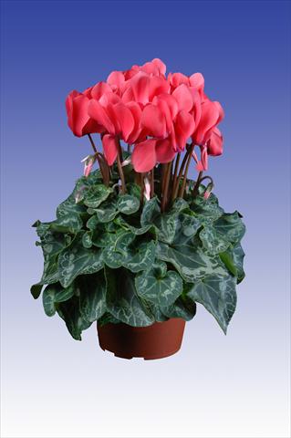Photo de variété de fleurs à utiliser comme: Pot Cyclamen persicum Super Serie® Allure® F1 Dark Salmon Pink